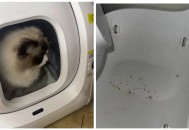 AI养宠神器，收割年轻人